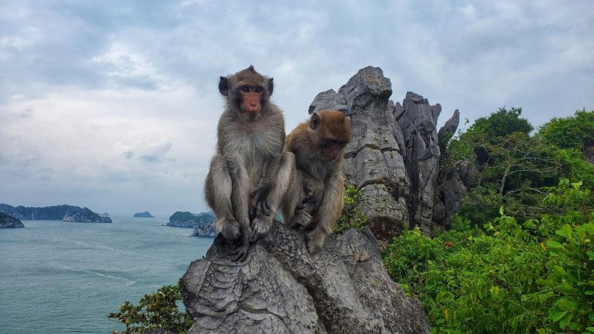 Visiting Monkey Island (Cat Dua Island)